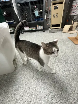 Rocky - FIV+