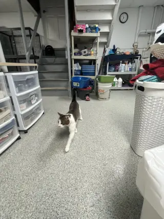 Rocky - FIV+