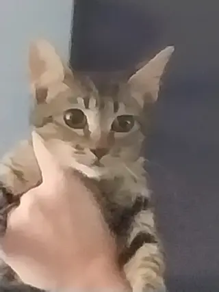 PADME