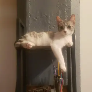 Ricki (bonded with Roy)