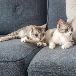 Ricki (bonded with Roy)