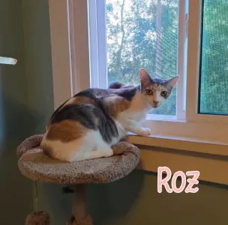 Roz