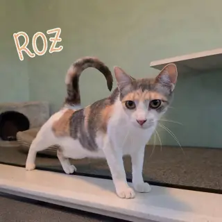 Roz