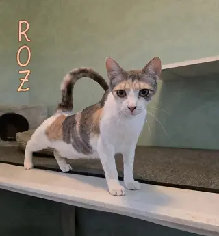 Roz
