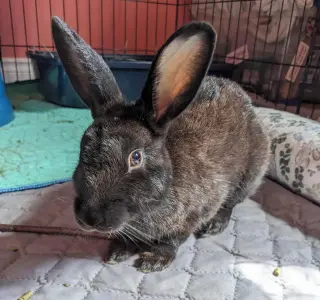 Ellie