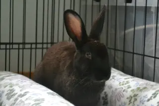 Ellie