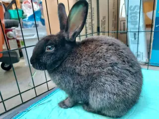 Ellie