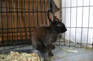 Ellie
