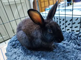 Ellie