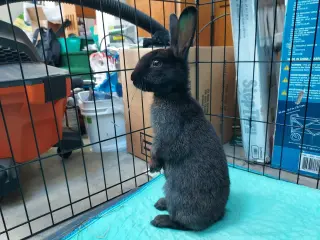 Ellie