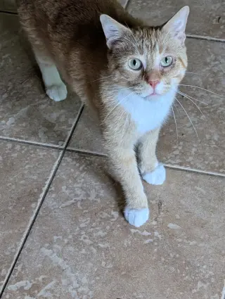 Meow Meow