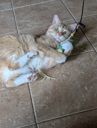 Meow Meow