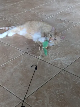 Meow Meow
