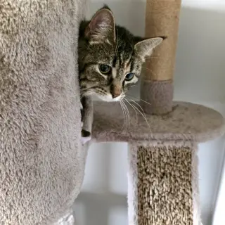 Moana