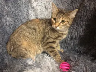Kailana