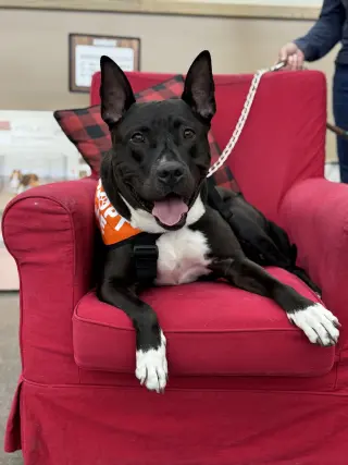 Milo