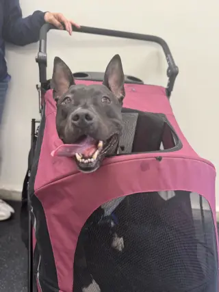 Milo