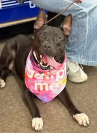 Milo