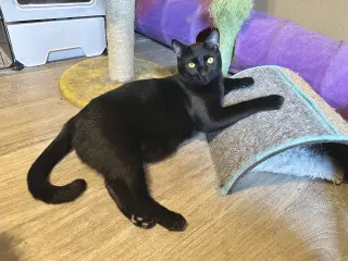 Black Hole