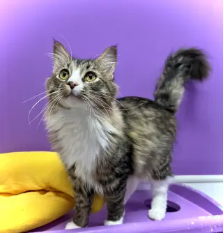 Oscar II