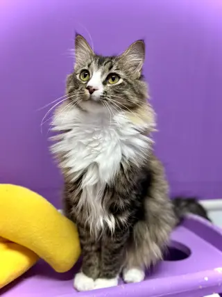 Oscar II
