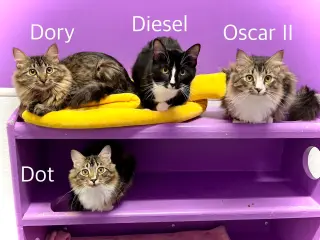 Oscar II