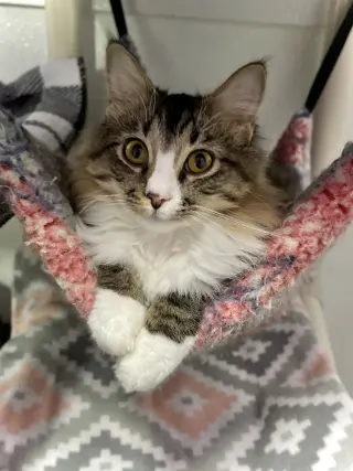 Oscar II