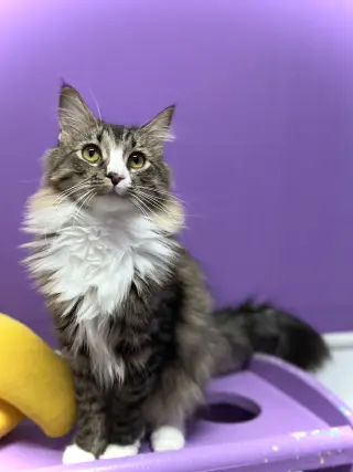 Oscar II