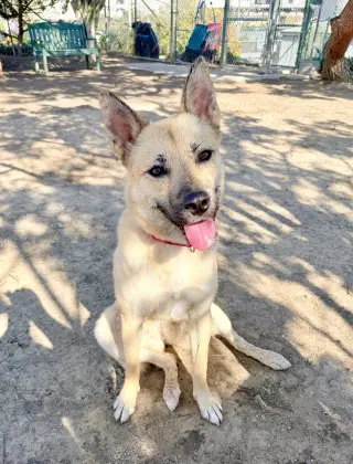 Levi