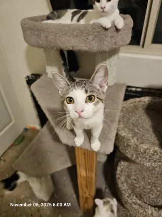 Penelope