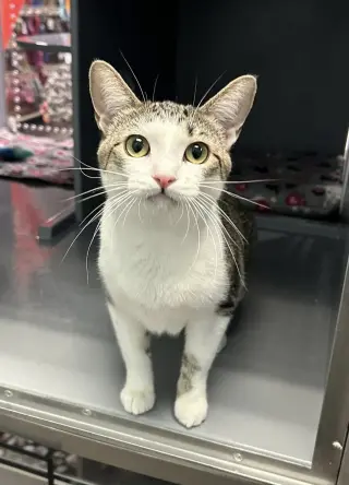 Penelope