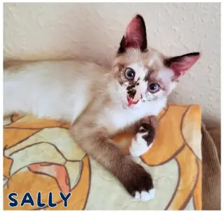 Sally