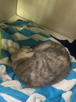 Little