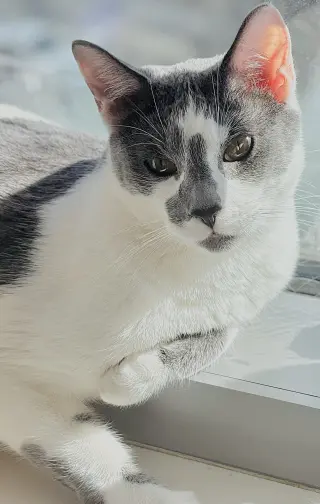 Dusty