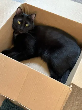 Jasper