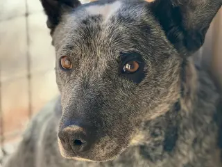 Paw Paw
