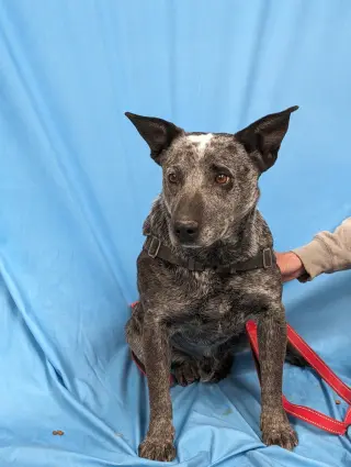 Paw Paw