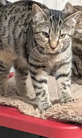 Purrvana