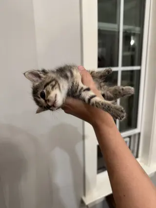 Purrvana