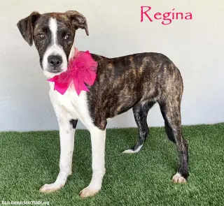 Regina
