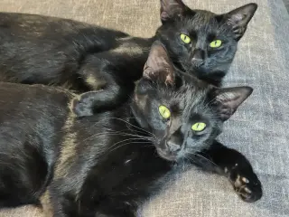 Onyx