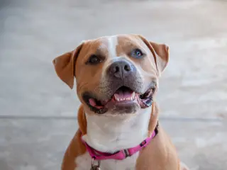 Nilla