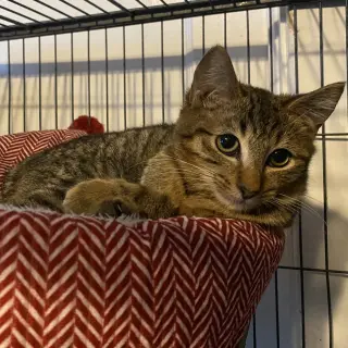 Phoebe