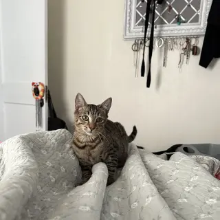 Phoebe