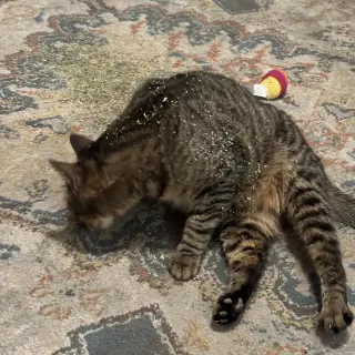 Phoebe