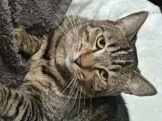 Phoebe