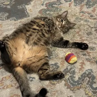 Phoebe