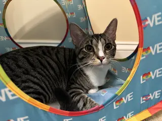 Loxley =^.^=