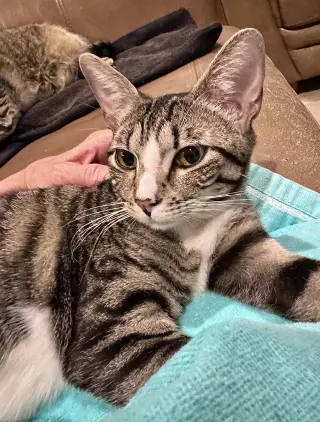 Loxley =^.^=