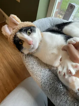 Rue =^.^=
